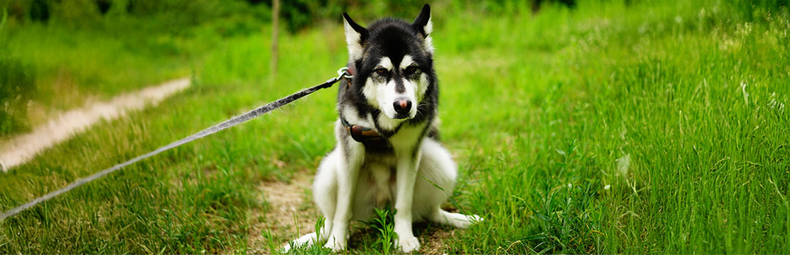 cómo saber si mi perro está estreñido